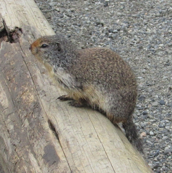 Photo of Spermophilus columbianus by <a href="http://morrisoncreek.org/">Kathryn Clouston</a>